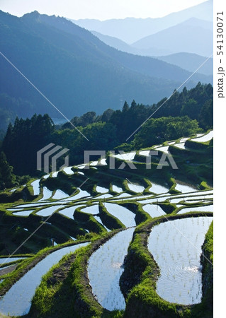初夏の丸山千枚田　三重県熊野市紀和町丸山地区 54130071