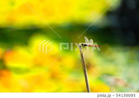 津軽高山神社 津軽高山神社 54130093