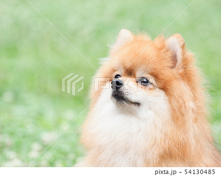 緑の芝と微笑むポメラニアン 緑の芝と微笑むポメラニアン 54130485