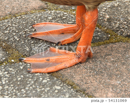 カルガモ　足 54131069