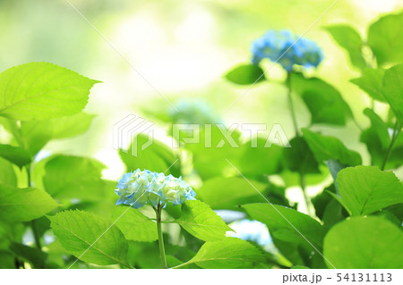 紫陽花 涸沼自然公園 茨城県茨城町 紫陽花 涸沼自然公園 茨城県茨城町 54131113