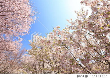 桜 54131327