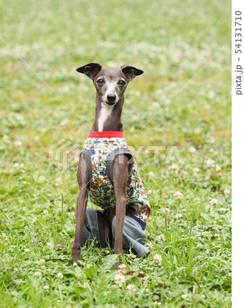 お座りするイタリアングレーハウンド 54131710