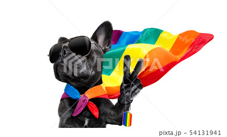 gay pride dog gay pride dog 54131941
