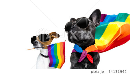 gay pride dogs 54131942