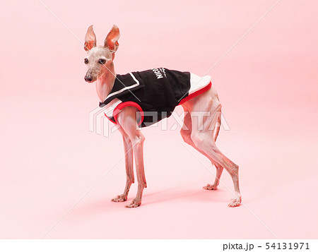 イタリアングレーハウンド 54131971