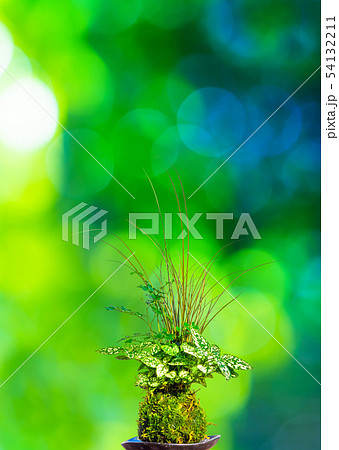 苔玉 苔玉 54132211