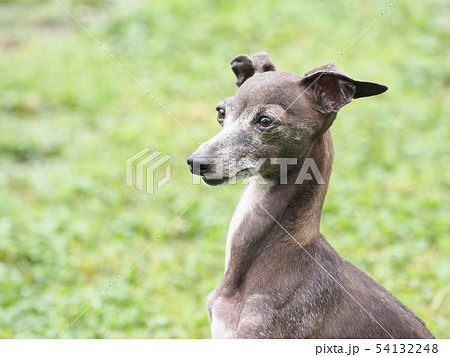 イタリアングレーハウンドのバストショット イタリアングレーハウンドのバストショット 54132248