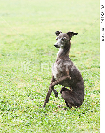 前足をあげるイタリアングレーハウンドの写真素材