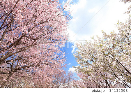 桜 54132598