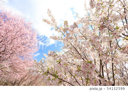 桜 54132599