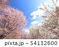 桜 54132600