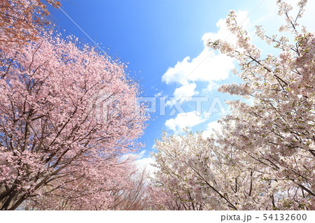 桜 54132600
