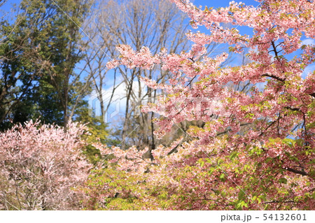 河津桜 54132601