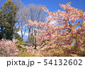 河津桜 54132602