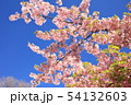河津桜 54132603