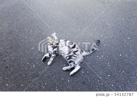 猫-2・路上で戯れる、アメリカンショートヘアー 猫-2・路上で戯れる、アメリカンショートヘアー 54132787