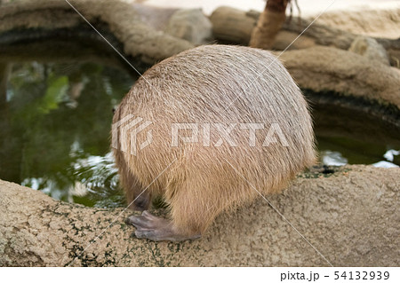 カピバラの背中 カピバラの背中 54132939