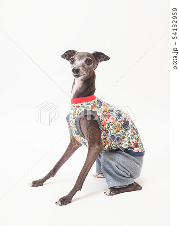 お座りするイタリアングレーハウンド お座りするイタリアングレーハウンド 54132959