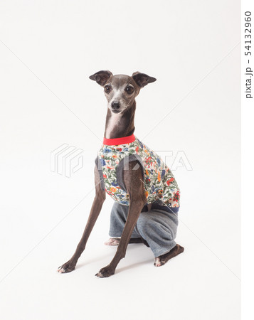 お座りするイタリアングレーハウンド お座りするイタリアングレーハウンド 54132960