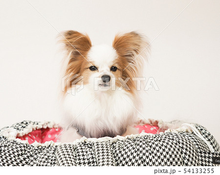 ベッドに入ったパピヨン 54133255