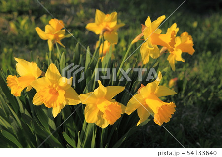 水仙の花 水仙の花 54133640