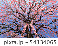 枝垂れ梅 54134065