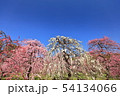 枝垂れ梅 54134066