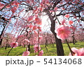 枝垂れ梅 54134068