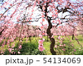 枝垂れ梅 54134069