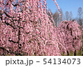 枝垂れ梅 54134073