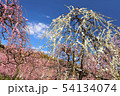 枝垂れ梅 54134074