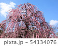 枝垂れ梅 54134076