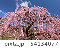 枝垂れ梅 54134077