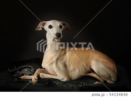 Italian Greyhound dog over black 54134636