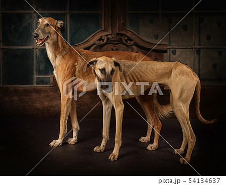 Two greyhounds dogs standing on a vintage Two greyhounds dogs standing on a vintage 54134637