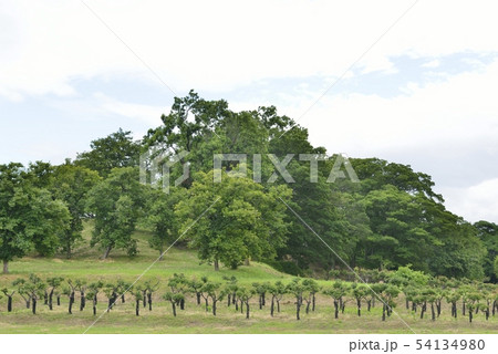 【大阪府　藤井寺市】世界遺産・古市古墳群（津堂城山古墳） 54134980