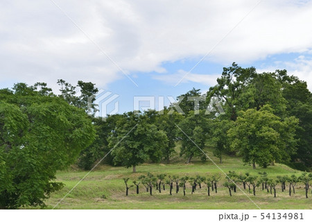 【大阪府　藤井寺市】世界遺産・古市古墳群（津堂城山古墳） 54134981