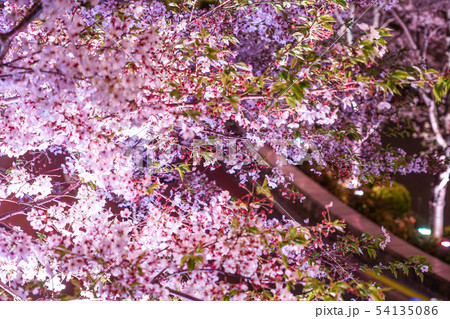 東京ミッドタウンの桜 東京ミッドタウンの桜 54135086