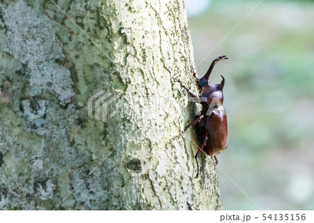 Beetle on the tree in the forest. Beetle on the tree in the forest. 54135156