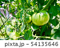 家庭菜園の青いトマト 54135646
