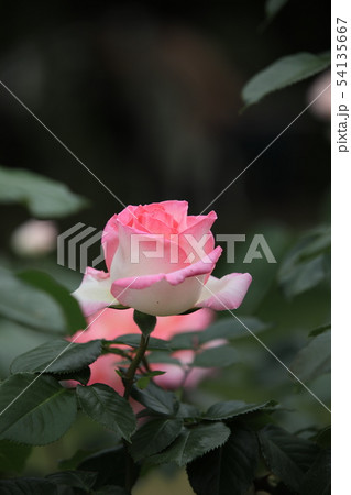 薔薇 薔薇 54135667