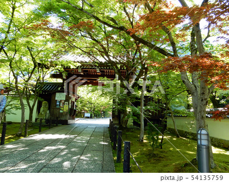 京都 永観堂 禅林寺 青もみじ 京都 永観堂 禅林寺 青もみじ 54135759