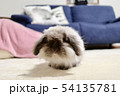 うさぎ 54135781