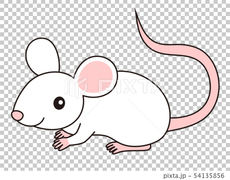 シンプルで程よくリアルなタッチのネズミのイラストのイラスト素材