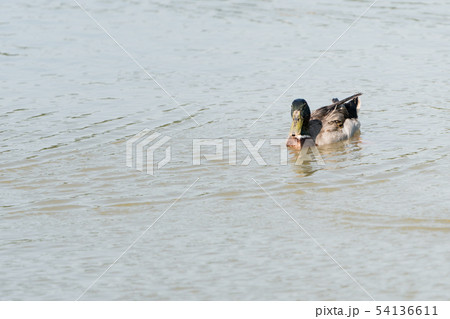 Ducks in the lake. Ducks are long-lived aquatic. Ducks in the lake. Ducks are long-lived aquatic. 54136611