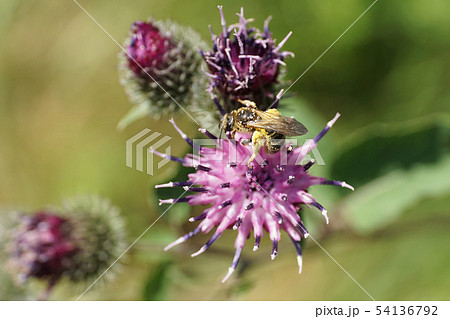 Close-up of Caucasian light brown fluffy wild bee Close-up of Caucasian light brown fluffy wild bee 54136792