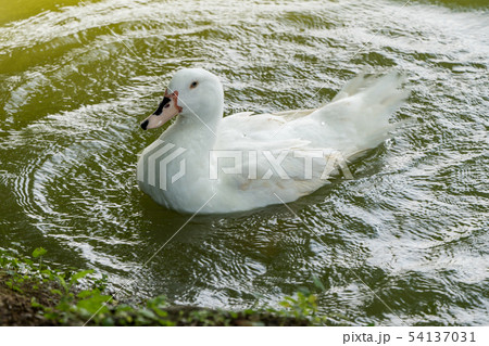 Goose in the lake. Geese are long-lived aquatic. 54137031