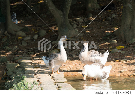 Goose in the lake. Geese are long-lived aquatic. 54137033