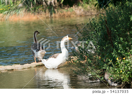 Goose in the lake. Geese are long-lived aquatic. 54137035